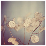 Delicate Lunaria seed pods photographed by Alicia Bock.