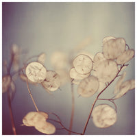Delicate Lunaria seed pods photographed by Alicia Bock.
