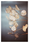 There is a Softness (vertical) - Fine Art Photograph