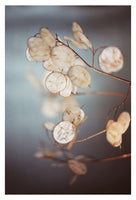 There is a Softness (vertical) - Fine Art Photograph