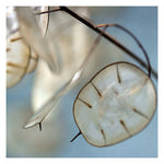 The Dance - Fine Art Photograph