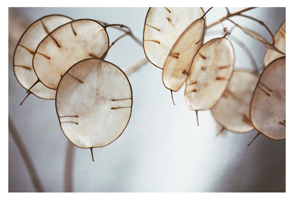 There is a Song - Fine Art Photograph