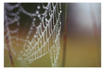 Web #3 - Fine Art Photograph