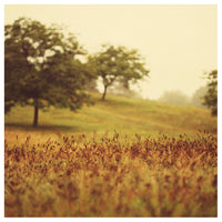 Autumn Umber - Fine Art Photograph