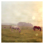 Veil - Fine Art Photograph