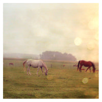 Veil - Fine Art Photograph