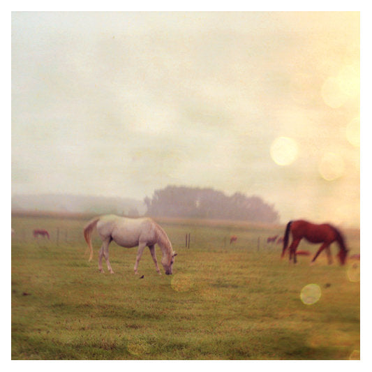 Veil - Fine Art Photograph