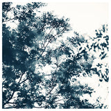 Blue Leaves #1 -  Fine Art Photograph