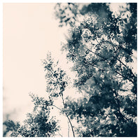 Blue Leaves #2 -  Fine Art Photograph