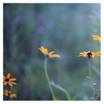 Wild Child 6 - Fine Art Photograph