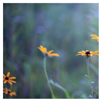 Wild Child 6 - Fine Art Photograph
