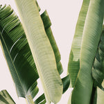 Banana Leaf #1 - Fine Art Photograph