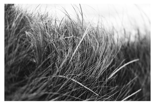 Beach Grass #1 - Fine Art Photograph