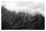 Beach Grass #2 - Fine Art Photograph