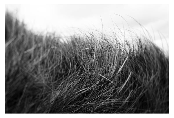 Beach Grass #3 - Fine Art Photograph