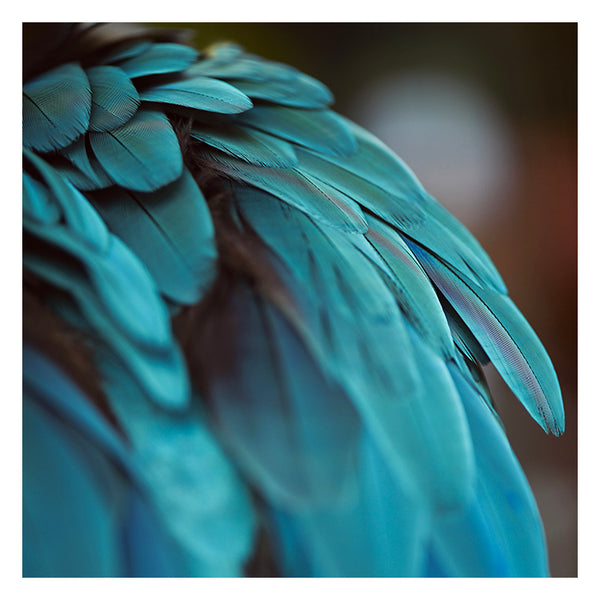 Fine art print of stunning blue Maccaw feathers by Alicia Bock