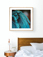 Blue Feathers #3 - Fine Art Photograph