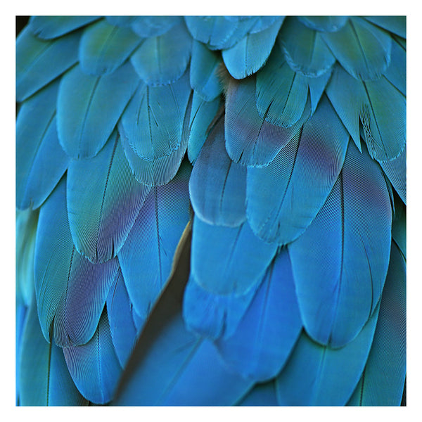 Blue Feathers #5 - Fine Art Photograph
