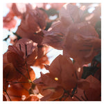 Bright Morning #7 - Fine Art Photograph