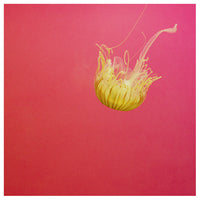 Jelly #8 - Fine Art Photograph