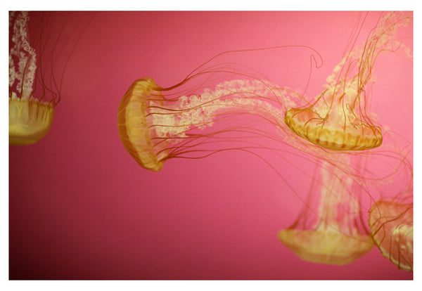 Jelly #1 - Fine Art Photograph