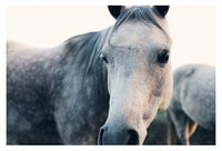 Close Up - Fine Art Photograph
