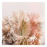 Coral Palms - Fine Art Photograph