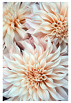 Cafe Au Lait #2 - Fine Art Photograph