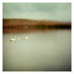 Cygninae - Fine Art Photograph