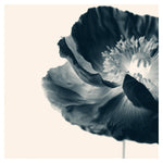 Cyan Poppy #1 -  Fine Art Photograph