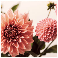 Dahlia Bouquet - Fine Art Photograph