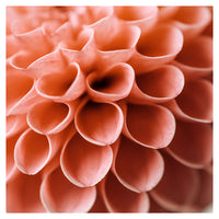 Dahlia Detail - Fine Art Photograph
