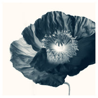 Cyan Poppy #2 -  Fine Art Photograph