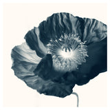 Cyan Poppy #2 -  Fine Art Photograph