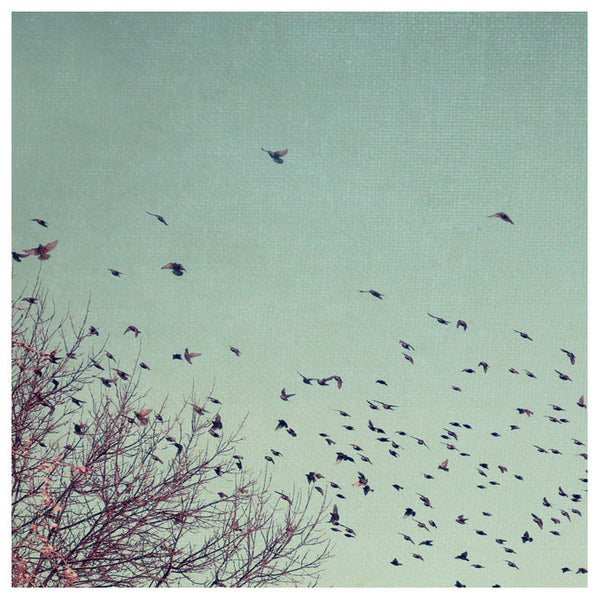 Winter Birds- Fine Art Photograph