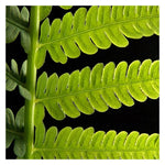 Green Leaf- 5"x5" Matted- Friday Outlet