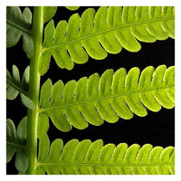 Green Leaf- 5"x5" Matted- Friday Outlet
