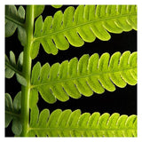 Green Leaf- 5"x5" Matted- Friday Outlet