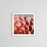 Dahlia Light - Fine Art Photograph