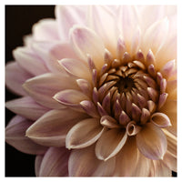 Daring Detail - Fine Art Photograph