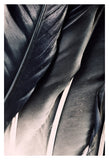 Dark Wing #1 - Fine Art Photograph