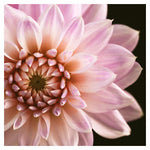 Delightful Dahlia - Fine Art Photograph