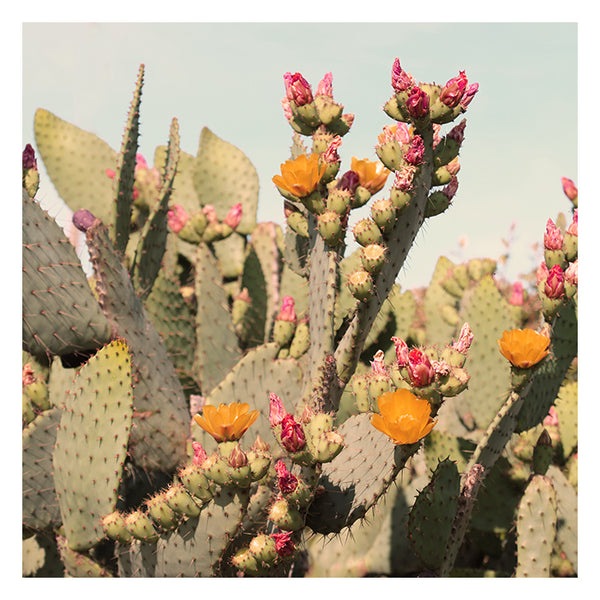 Desert Rose - Fine Art Photograph