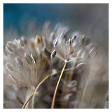 Dill Seed #1 - Fine Art Photograph