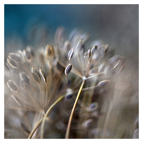 Dill Seed #1 - Fine Art Photograph