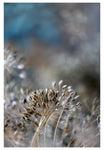 Dill Seed #2 - Fine Art Photograph