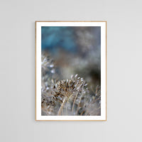 Dill Seed #2 - Fine Art Photograph