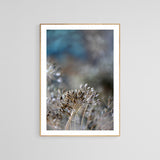 Dill Seed #2 - Fine Art Photograph