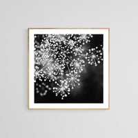 Dill #4 (BW) - Fine Art Photograph