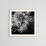 Dill #4 (BW) - Fine Art Photograph